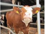 Tag der Landwirtschaft: Ein Besuch auf dem Hof Baumgarten